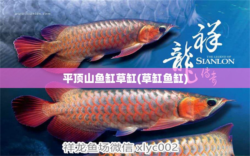 平頂山魚缸草缸(草缸魚缸) 紅頭利魚