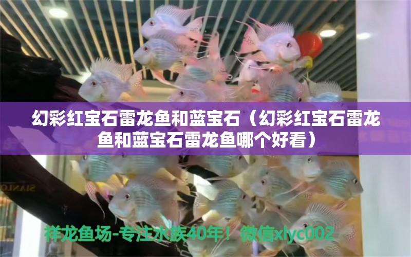 幻彩紅寶石雷龍魚和藍(lán)寶石（幻彩紅寶石雷龍魚和藍(lán)寶石雷龍魚哪個好看）