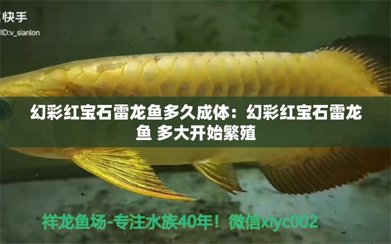 幻彩紅寶石雷龍魚多久成體：幻彩紅寶石雷龍魚 多大開始繁殖