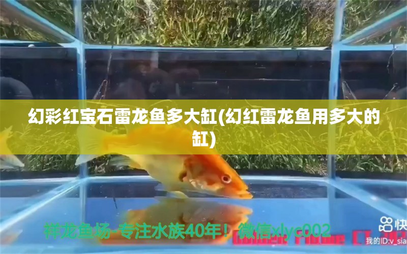 幻彩紅寶石雷龍魚多大缸(幻紅雷龍魚用多大的缸) 黃寬帶蝴蝶魚