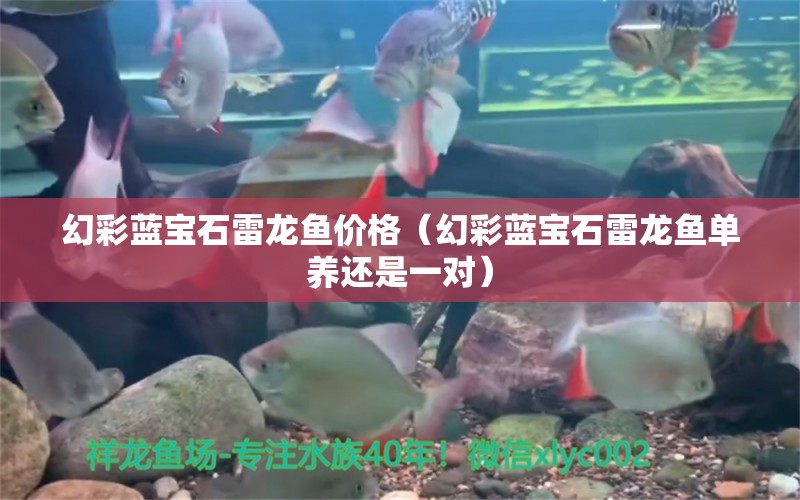 幻彩藍寶石雷龍魚價格（幻彩藍寶石雷龍魚單養(yǎng)還是一對） 觀賞魚批發(fā)