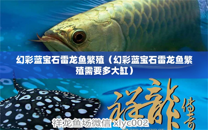 幻彩藍(lán)寶石雷龍魚繁殖（幻彩藍(lán)寶石雷龍魚繁殖需要多大缸） 鴨嘴鯊魚