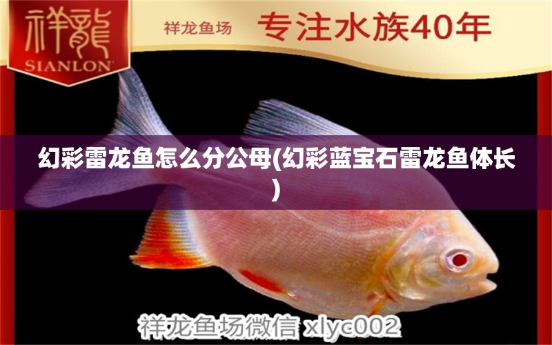 幻彩雷龍魚怎么分公母(幻彩藍(lán)寶石雷龍魚體長) 觀賞魚飼料