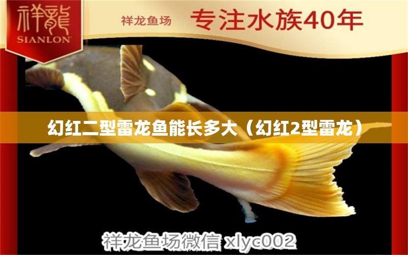 幻紅二型雷龍魚能長多大（幻紅2型雷龍） 祥龍水族醫(yī)院