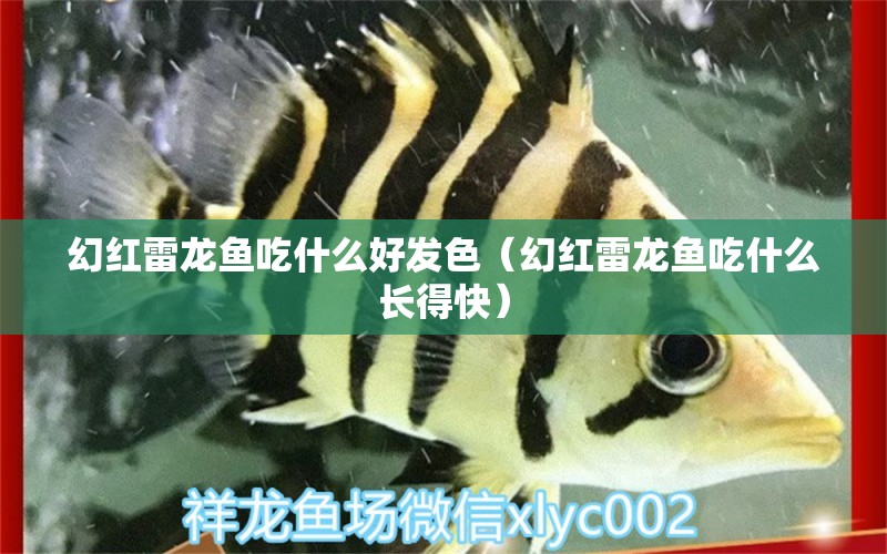 幻紅雷龍魚(yú)吃什么好發(fā)色（幻紅雷龍魚(yú)吃什么長(zhǎng)得快）