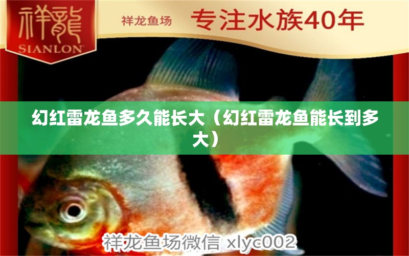 幻紅雷龍魚多久能長(zhǎng)大（幻紅雷龍魚能長(zhǎng)到多大）