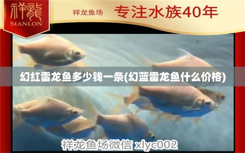 幻紅雷龍魚多少錢一條(幻藍雷龍魚什么價格) PH調(diào)節(jié)劑