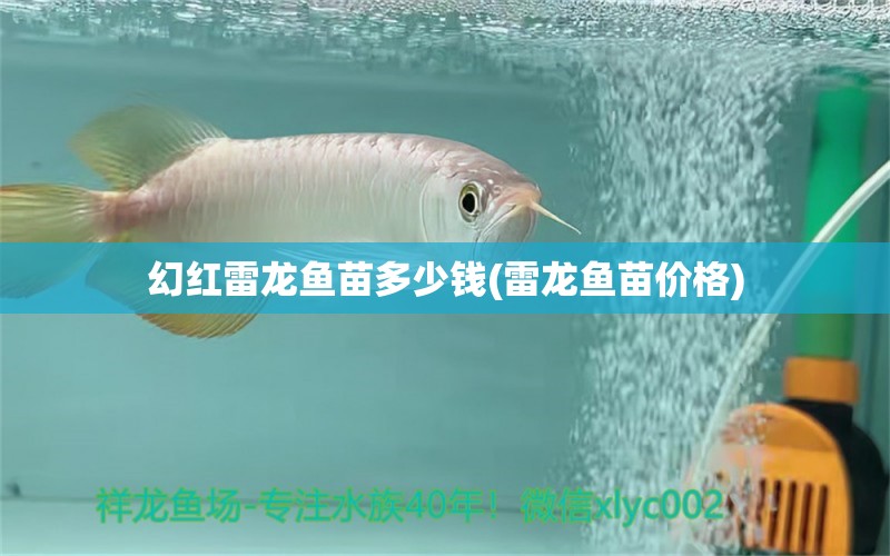 幻紅雷龍魚苗多少錢(雷龍魚苗價格) 玫瑰銀版魚