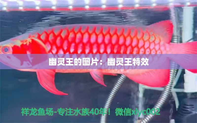 幽靈王的圖片：幽靈王特效 觀賞魚