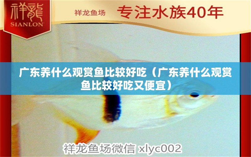 廣東養(yǎng)什么觀賞魚比較好吃（廣東養(yǎng)什么觀賞魚比較好吃又便宜）