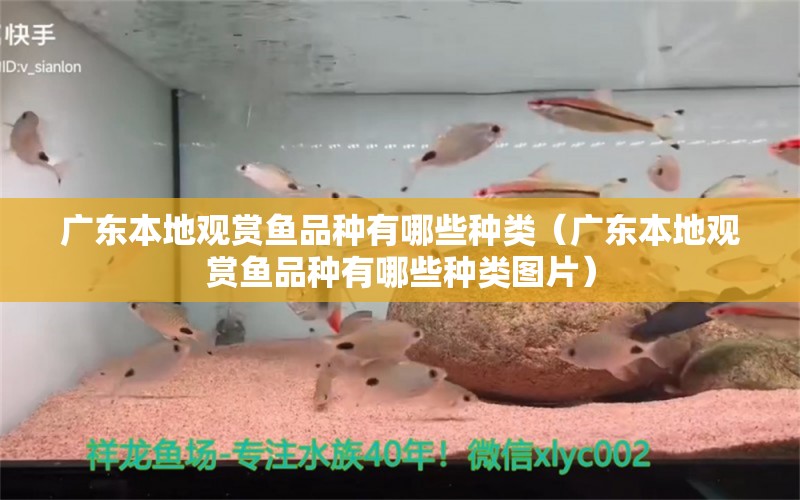 廣東本地觀賞魚品種有哪些種類（廣東本地觀賞魚品種有哪些種類圖片）