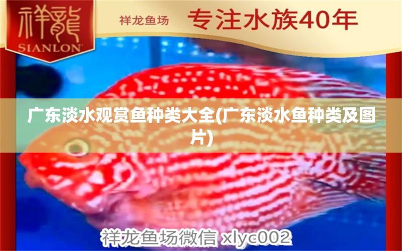 廣東淡水觀賞魚種類大全(廣東淡水魚種類及圖片) 泰龐海鰱魚