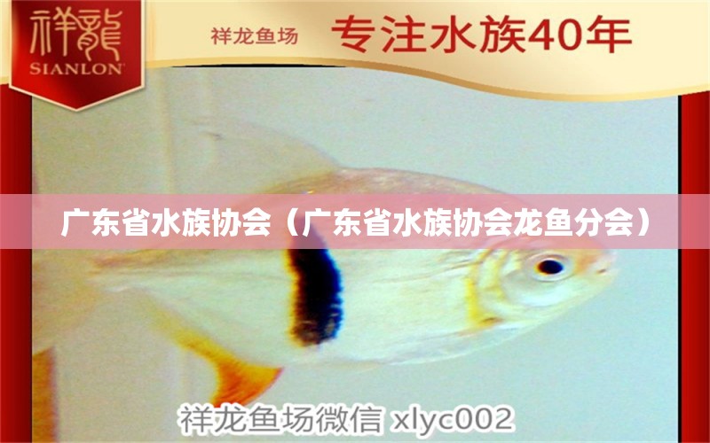 廣東省水族協(xié)會（廣東省水族協(xié)會龍魚分會） 觀賞魚