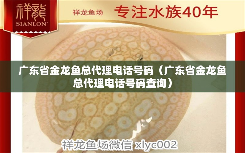 廣東省金龍魚總代理電話號碼（廣東省金龍魚總代理電話號碼查詢）