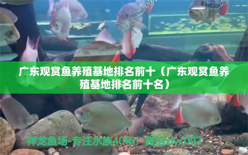 廣東觀賞魚養(yǎng)殖基地排名前十（廣東觀賞魚養(yǎng)殖基地排名前十名） 祥龍魚場