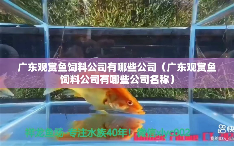 廣東觀賞魚飼料公司有哪些公司（廣東觀賞魚飼料公司有哪些公司名稱） 黃金達(dá)摩魚