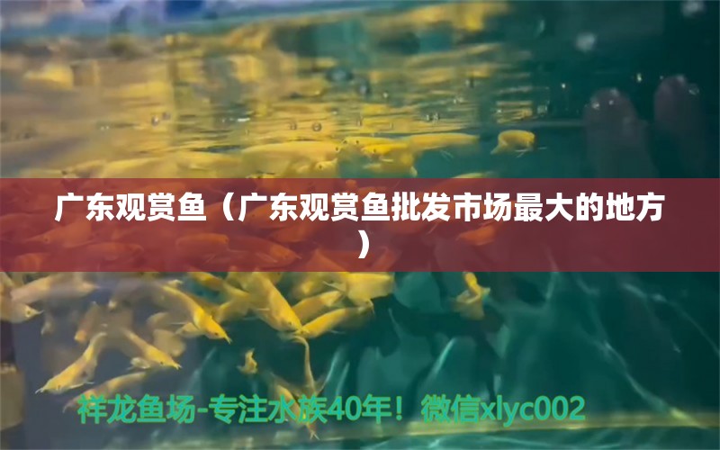 廣東觀賞魚（廣東觀賞魚批發(fā)市場最大的地方）