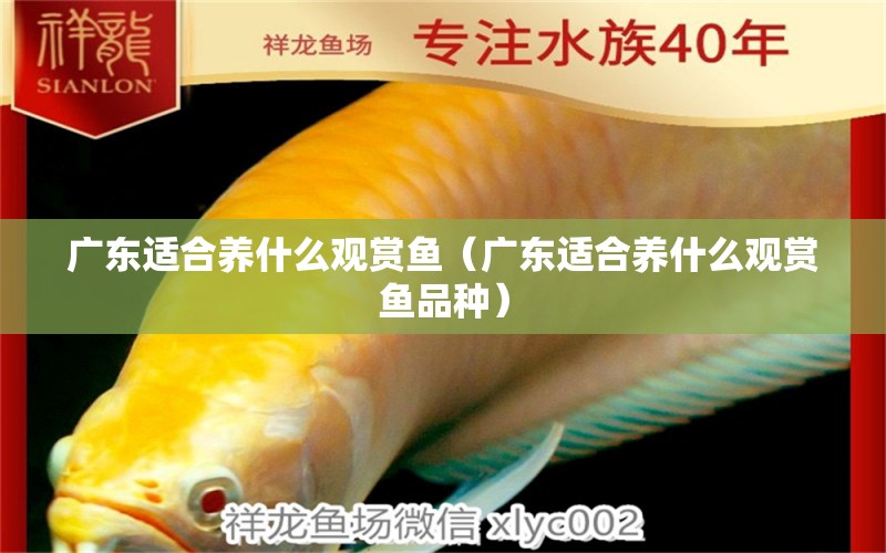 廣東適合養(yǎng)什么觀賞魚（廣東適合養(yǎng)什么觀賞魚品種）