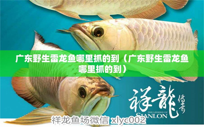 廣東野生雷龍魚(yú)哪里抓的到（廣東野生雷龍魚(yú)哪里抓的到）