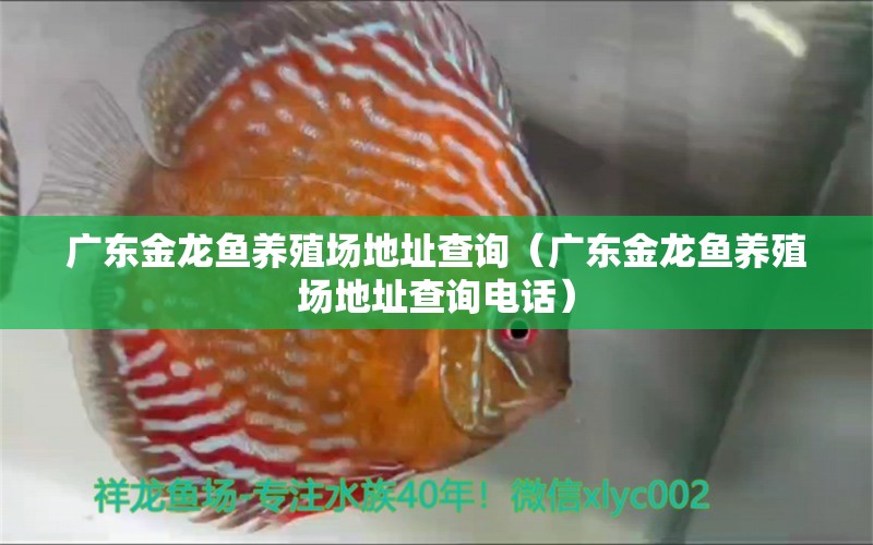 廣東金龍魚養(yǎng)殖場(chǎng)地址查詢（廣東金龍魚養(yǎng)殖場(chǎng)地址查詢電話） 量子養(yǎng)魚技術(shù)