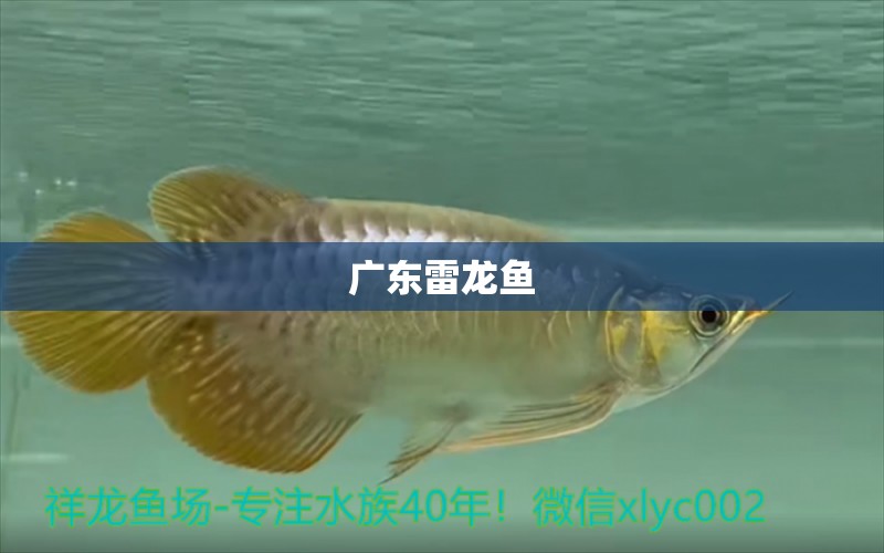 廣東雷龍魚