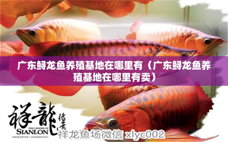 廣東鱘龍魚養(yǎng)殖基地在哪里有（廣東鱘龍魚養(yǎng)殖基地在哪里有賣）