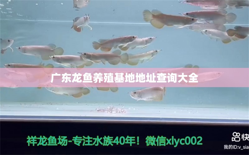 廣東龍魚養(yǎng)殖基地地址查詢大全 觀賞魚