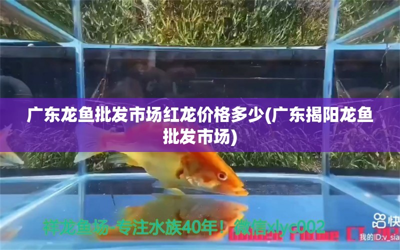 廣東龍魚批發(fā)市場紅龍價格多少(廣東揭陽龍魚批發(fā)市場) 龍魚批發(fā)