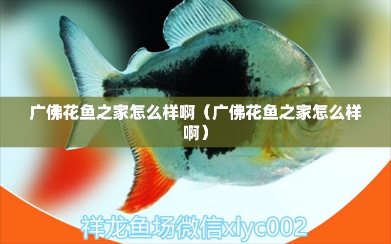 廣佛花魚之家怎么樣?。◤V佛花魚之家怎么樣?。?觀賞魚市場（混養(yǎng)魚）