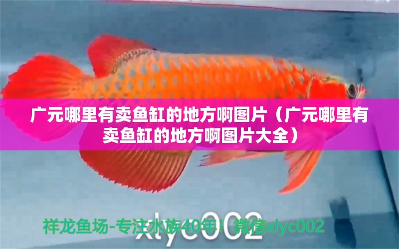 廣元哪里有賣魚缸的地方啊圖片（廣元哪里有賣魚缸的地方啊圖片大全） 七紋巨鯉魚