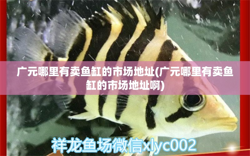 廣元哪里有賣魚缸的市場地址(廣元哪里有賣魚缸的市場地址啊)