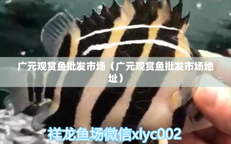 廣元觀(guān)賞魚(yú)批發(fā)市場(chǎng)（廣元觀(guān)賞魚(yú)批發(fā)市場(chǎng)地址） 觀(guān)賞魚(yú)批發(fā)