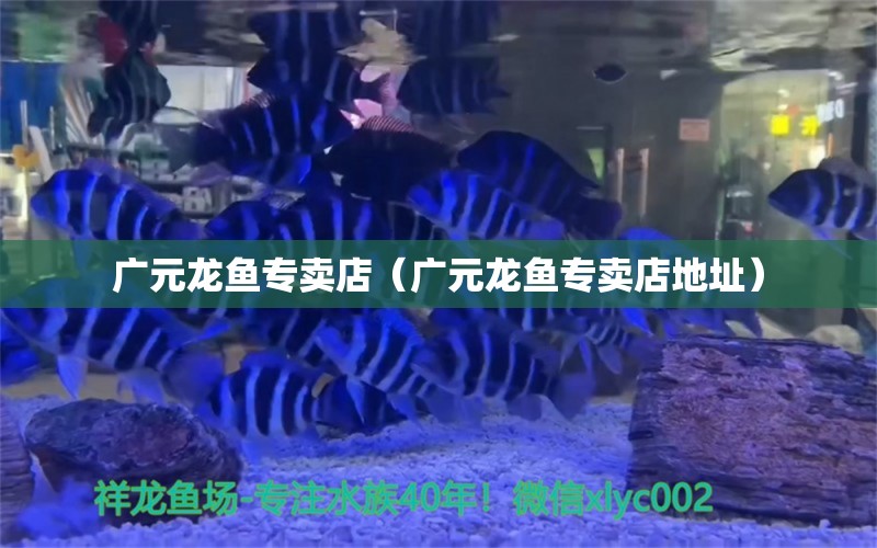 廣元龍魚專賣店（廣元龍魚專賣店地址）