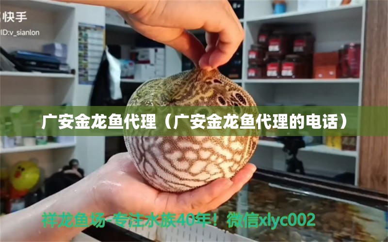 廣安金龍魚(yú)代理（廣安金龍魚(yú)代理的電話(huà)） 觀賞魚(yú)市場(chǎng)（混養(yǎng)魚(yú)）