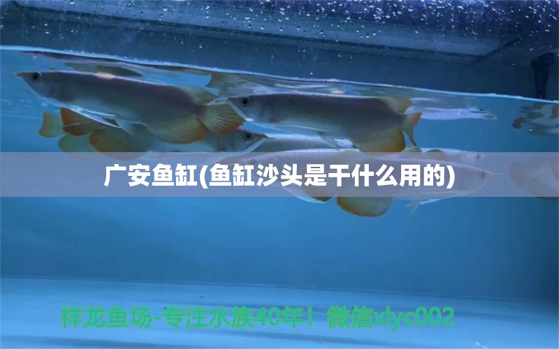 廣安魚缸(魚缸沙頭是干什么用的) 魚缸百科