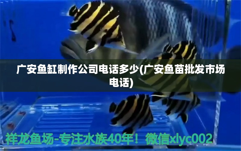 廣安魚(yú)缸制作公司電話多少(廣安魚(yú)苗批發(fā)市場(chǎng)電話) 皇冠黑白魟魚(yú)