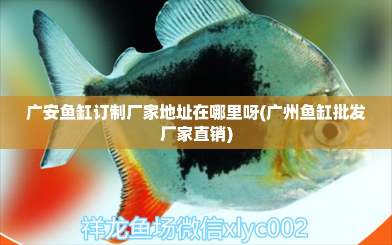 廣安魚(yú)缸訂制廠家地址在哪里呀(廣州魚(yú)缸批發(fā)廠家直銷(xiāo)) 豬鼻龜