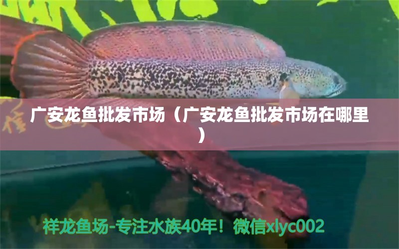 廣安龍魚(yú)批發(fā)市場(chǎng)（廣安龍魚(yú)批發(fā)市場(chǎng)在哪里）