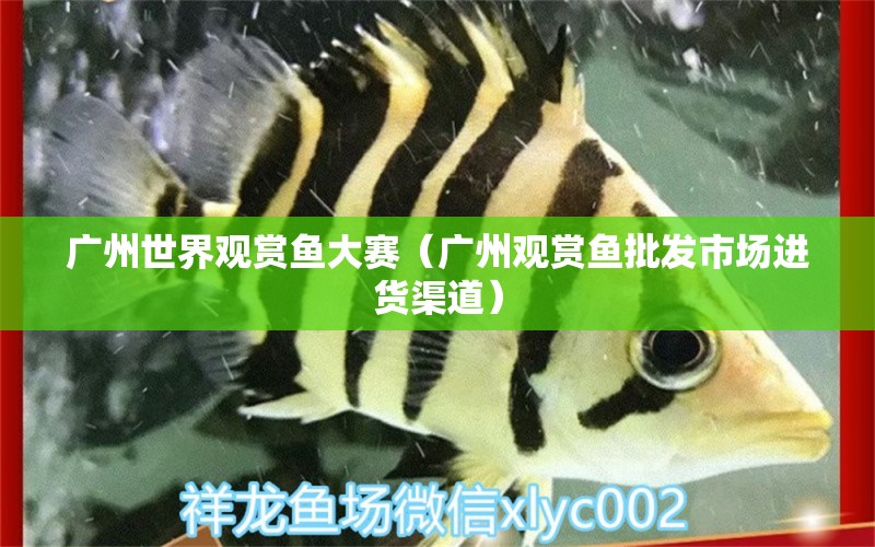 廣州世界觀賞魚大賽（廣州觀賞魚批發(fā)市場進(jìn)貨渠道）