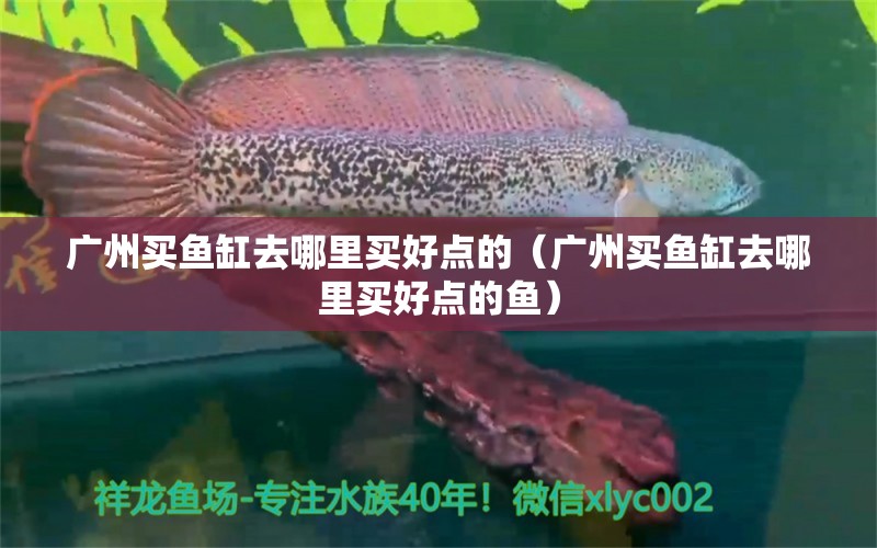 廣州買魚缸去哪里買好點的（廣州買魚缸去哪里買好點的魚）