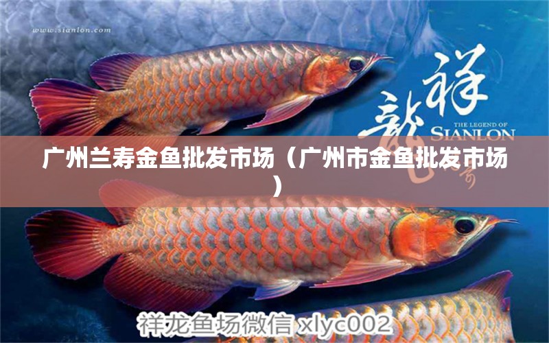 廣州蘭壽金魚批發(fā)市場（廣州市金魚批發(fā)市場）