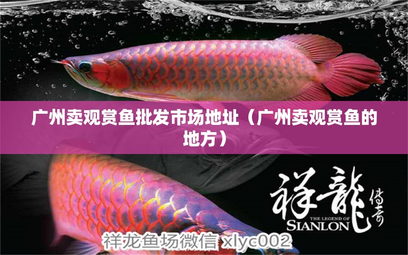 廣州賣觀賞魚(yú)批發(fā)市場(chǎng)地址（廣州賣觀賞魚(yú)的地方） 觀賞魚(yú)批發(fā)