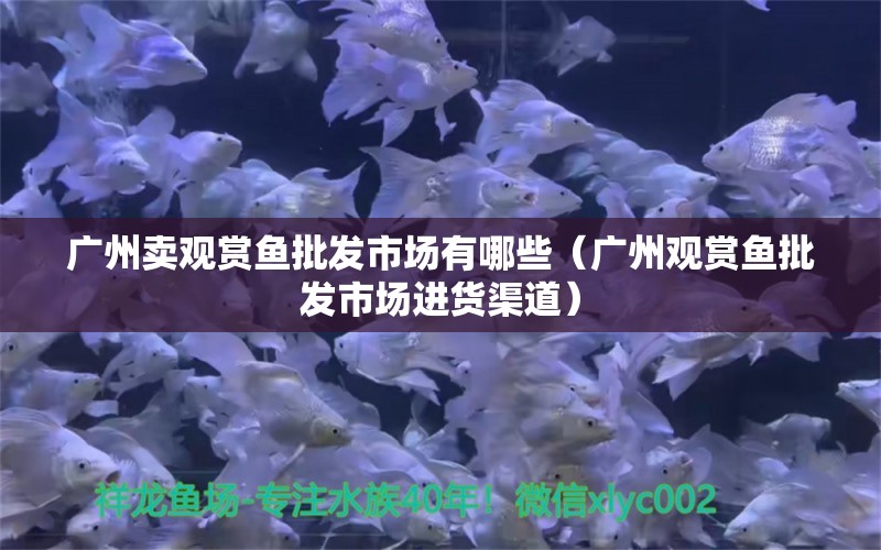 廣州賣觀賞魚批發(fā)市場有哪些（廣州觀賞魚批發(fā)市場進貨渠道）