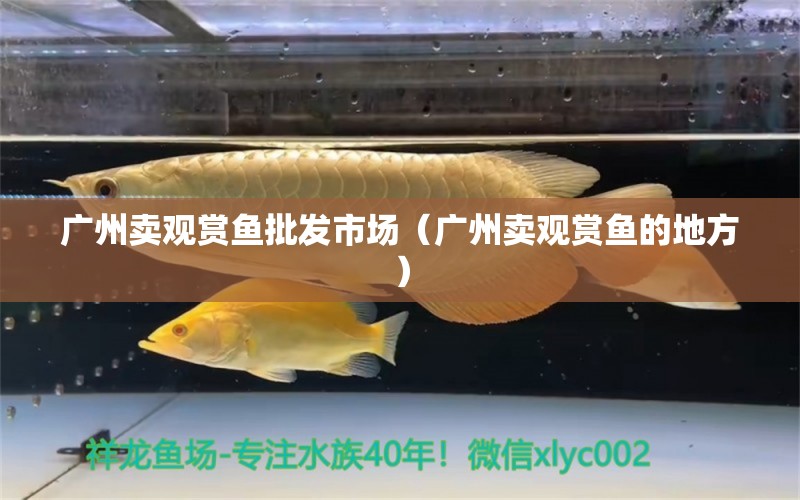 廣州賣觀賞魚批發(fā)市場（廣州賣觀賞魚的地方）