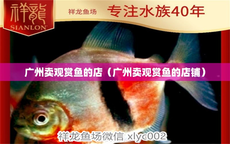 廣州賣觀賞魚的店（廣州賣觀賞魚的店鋪） 廣州水族批發(fā)市場