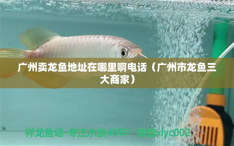 廣州賣龍魚地址在哪里啊電話（廣州市龍魚三大商家）