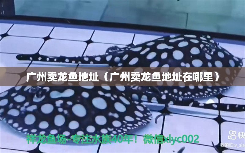 廣州賣龍魚地址（廣州賣龍魚地址在哪里） 廣州水族批發(fā)市場(chǎng)