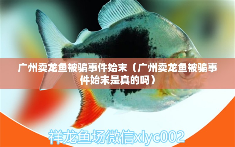 廣州賣龍魚被騙事件始末（廣州賣龍魚被騙事件始末是真的嗎） 網(wǎng)上購(gòu)買觀賞魚