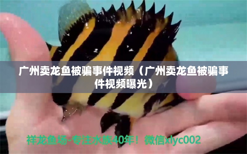 廣州賣龍魚(yú)被騙事件視頻（廣州賣龍魚(yú)被騙事件視頻曝光）