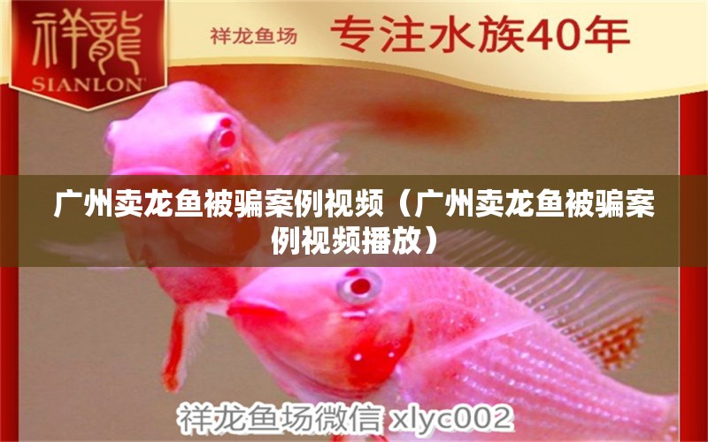 廣州賣龍魚被騙案例視頻（廣州賣龍魚被騙案例視頻播放）